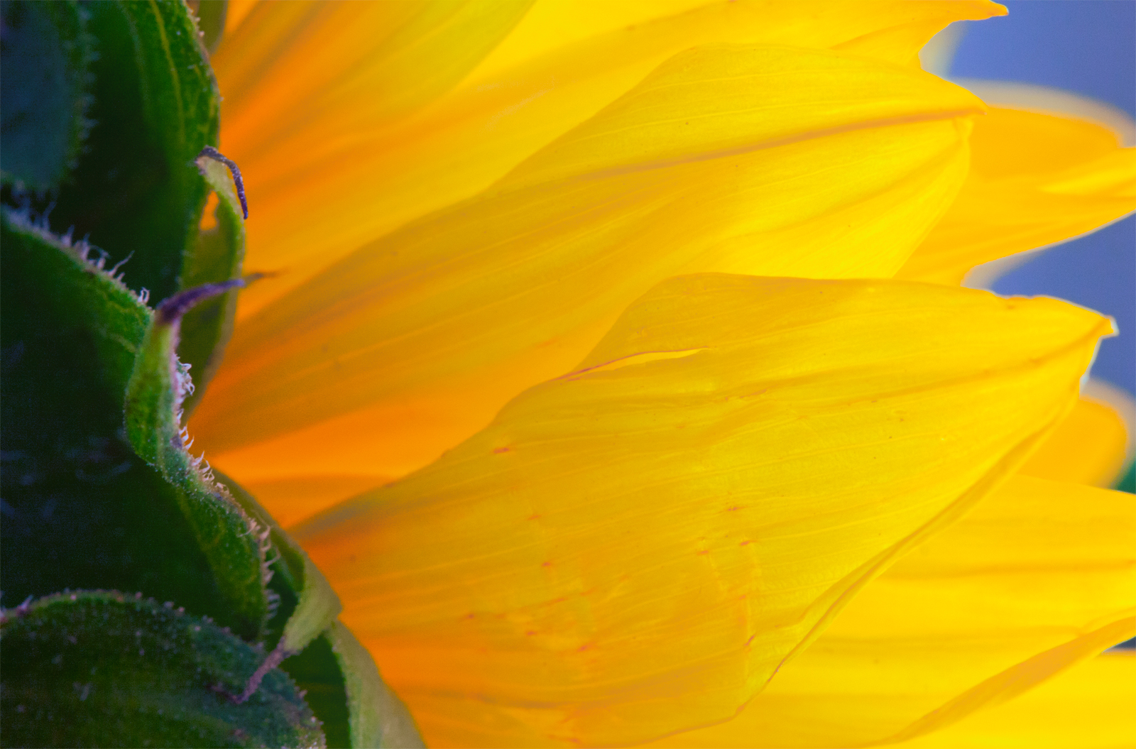 Dramatic Yellow Petals