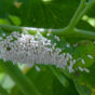 Tomato Hornworm