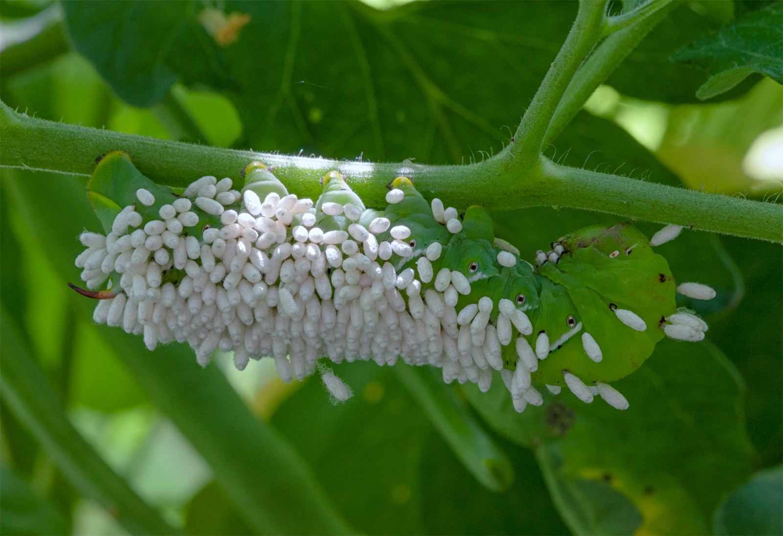 Tomato Hornworm