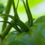 Green Tomato