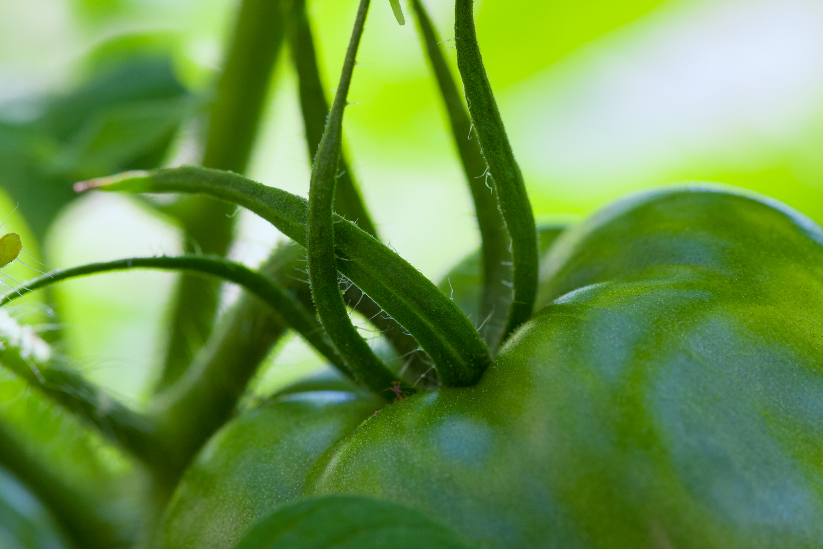 Green Tomato