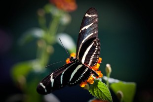 Black and White Striped Butterfly