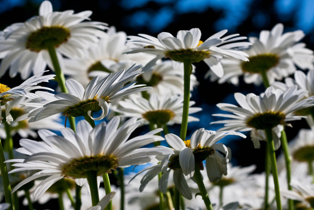 White Flowers