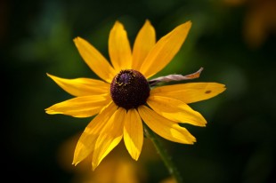 Yellow Flower