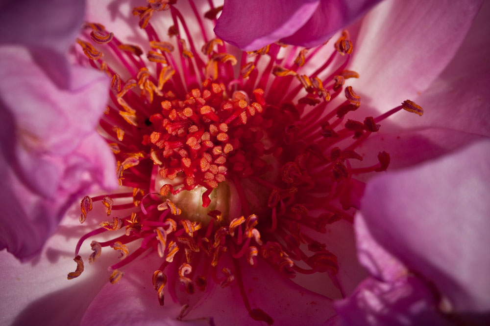 Pistil Explosion