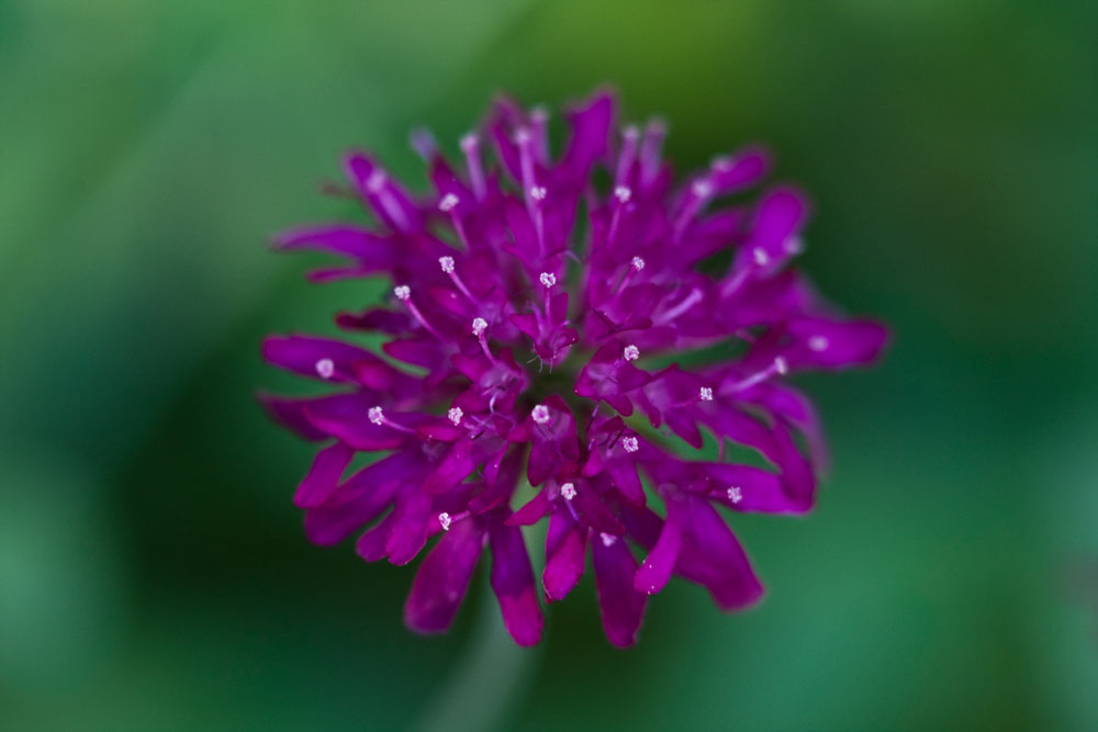 Teasel