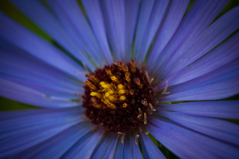 Blue Beauty