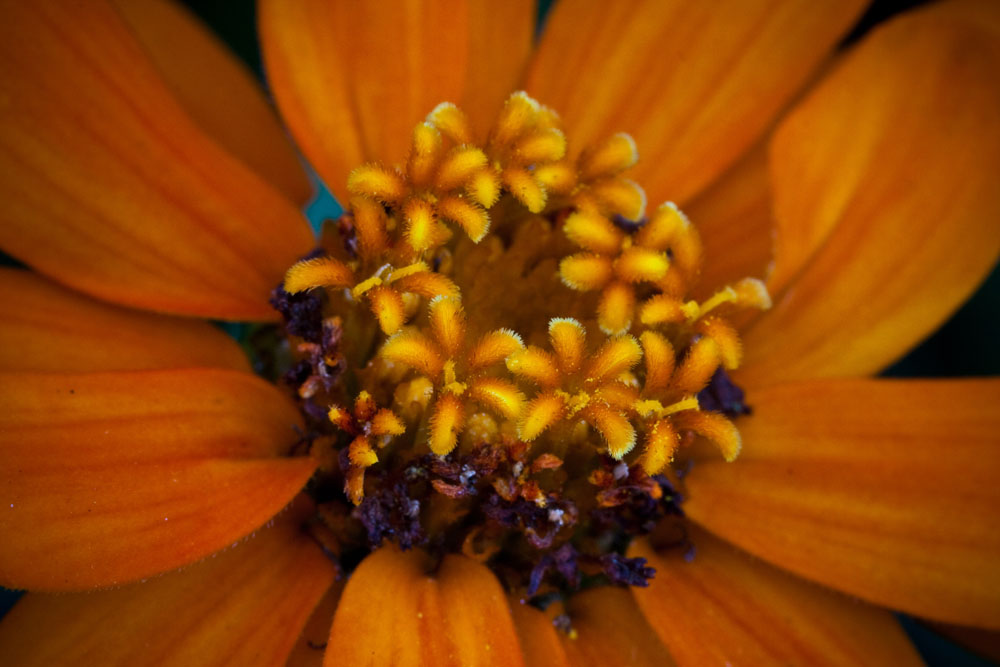 Mexican Sunflower