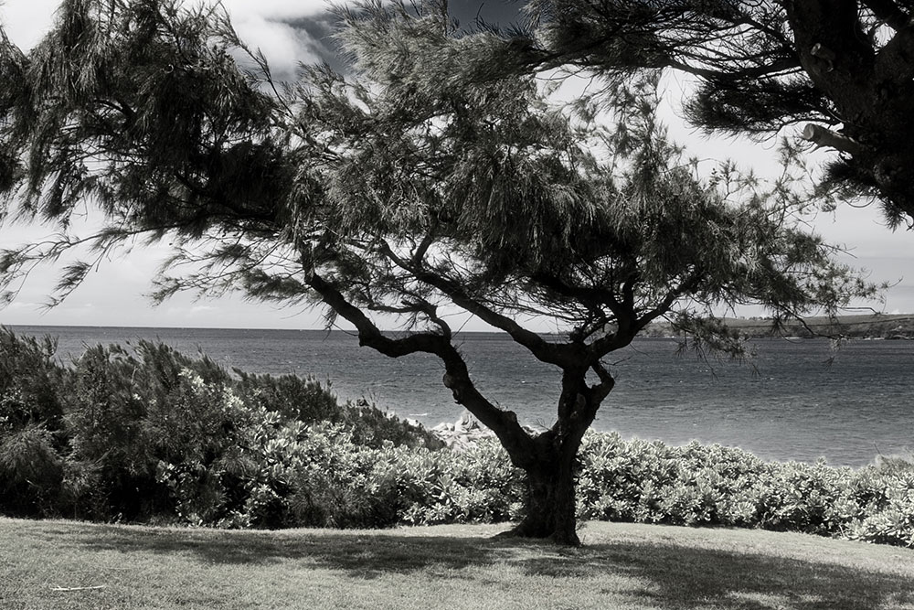 Tree On The Beach