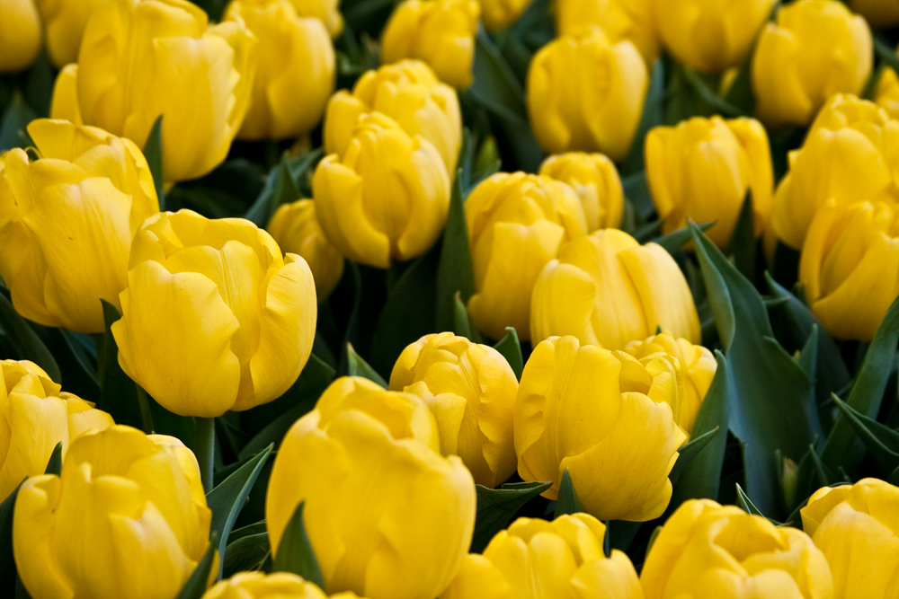 Yellow Tulips